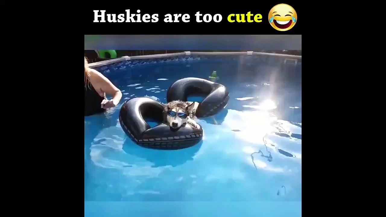 Funny Dogs Compilation 01