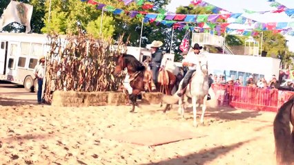 caballos finos.y educados..