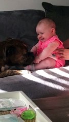 Beautiful Baby and Boxer and Best Buds