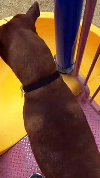 Dog Doesn't Know How to Use a Slide