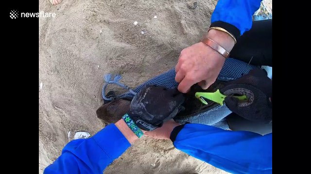 Kayaker in Namibia films himself rescuing multiple baby seals trapped in fishing nets