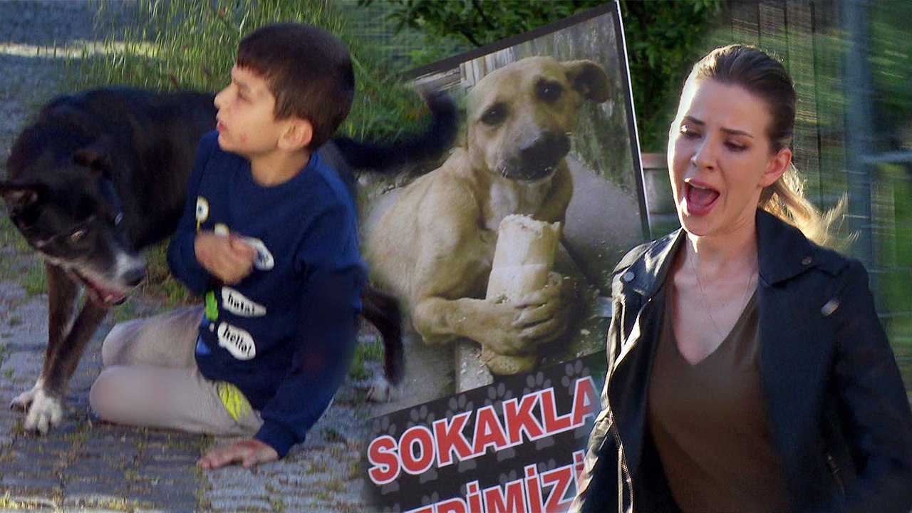 Selin hayvanseverlerle karşı karşıya! Arka Sokaklar 519. Bölüm