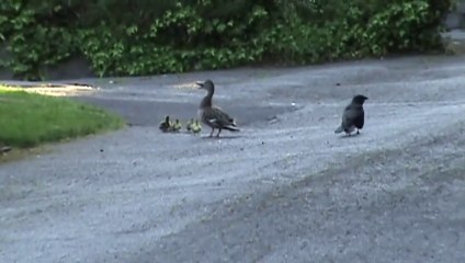 Télécharger la video: Une maman canard défend férocement ses petits d'un corbeau sournois