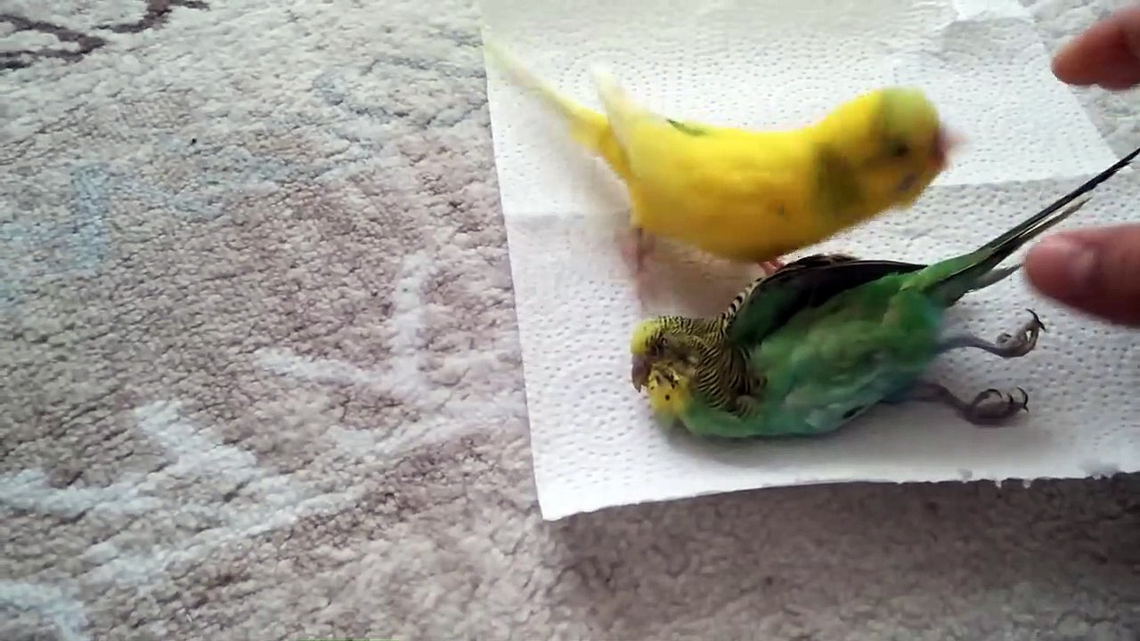 Cette perruche refuse d'abandonner une autre perruche morte... Tellement émouvant