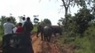 Des touristes pris en chasse par un éléphant vont avoir beaucoup de chance