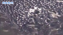 Des milliers de poissons réunis dans ce port en Chine... Impressionnant