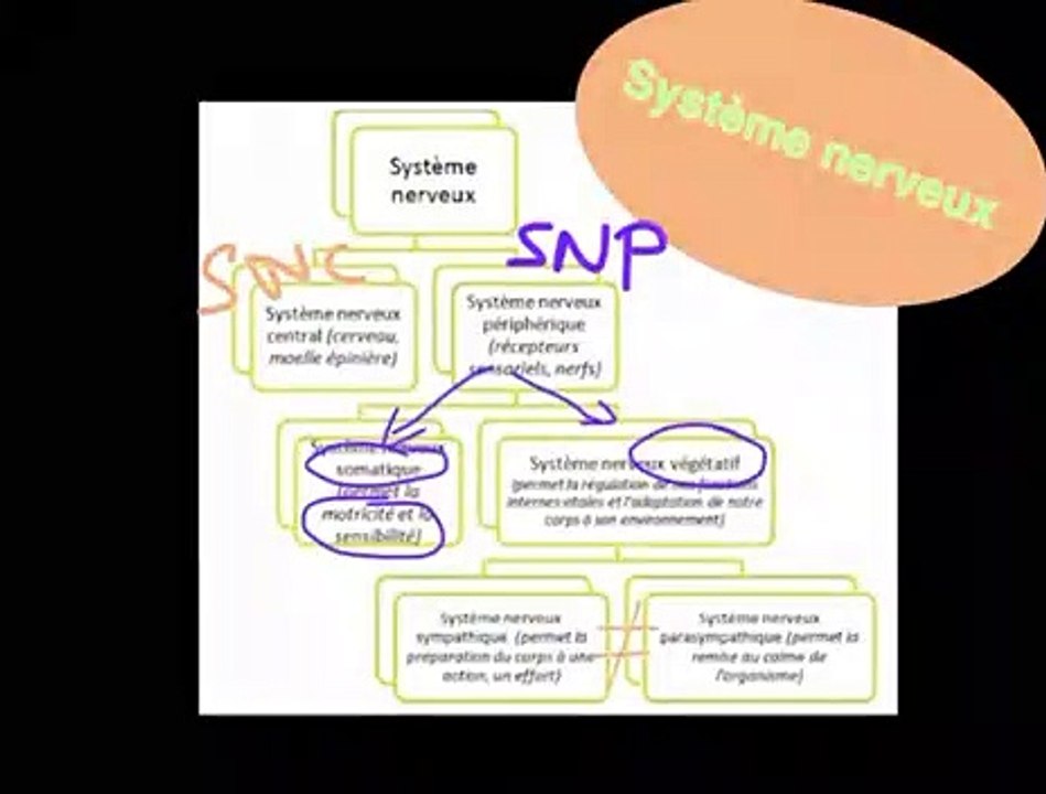 Description du Système Nerveux