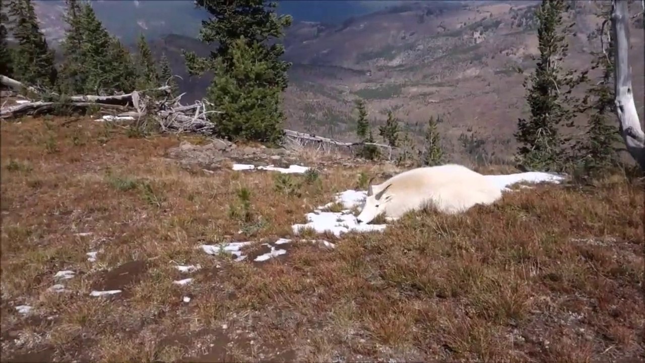 Un touriste découvre une chèvre sauvage morte mais en réalité... Elle ne l'est pas vraiment