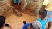 Tout le village s'uni pour sauver un bébé éléphant coincé dans la boue !