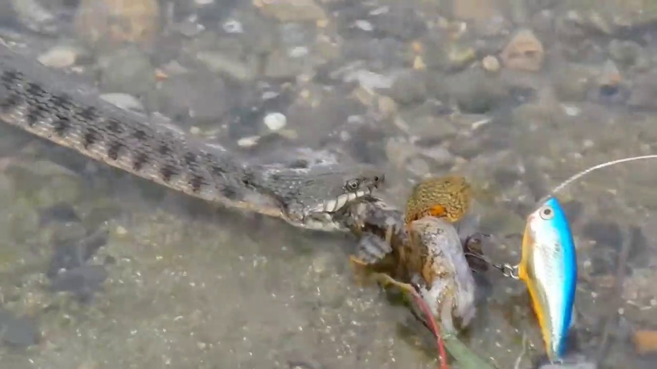 Ce gros serpent ne veut pas rendre sa prise à un pecheur... "c'est mon poisson!"