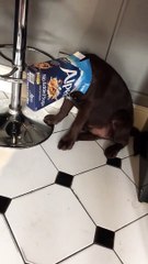 La tête de ce chien gourmand s'est bloquée dans un paquet de céréales