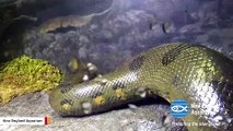 Aquarium Announces 'Virgin Birth' Of Baby Snakes In All-Female Anaconda Exhibit