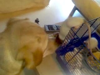 chien rat (apple et misty le grand amour)