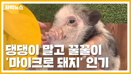 [자막뉴스] 새로운 반려동물로 인기...'마이크로 돼지' / YTN