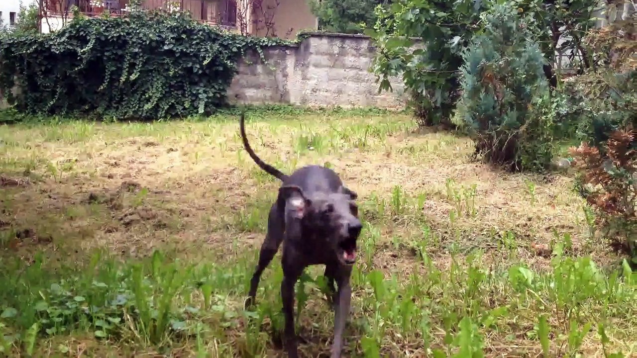 LGE: Haunted/ Abandoned     The Sallie House