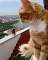 Hilarant : ce chat et ce corbeau discutent entre eux