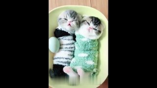 Cute Kittens Will Melt Your Heart