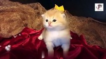 Cute_Cats_and_Little_Kittens_Meowing_and_Talking_
