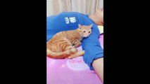 Cute_Cat_and_owners_are_the_best_friend_compilation