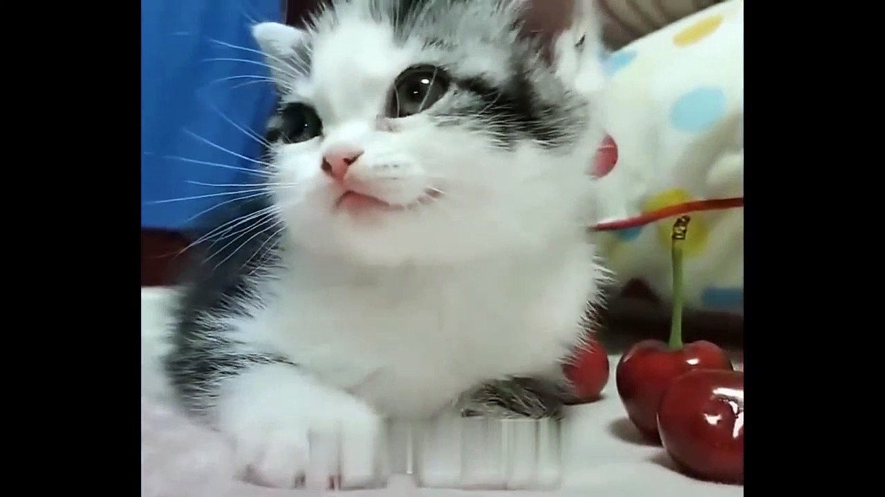 Cuteness kittens and puppy