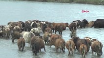 MUŞ Hayvanlar, Karasu Nehri'ni yüzerek meraya ulaşıyor