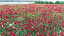 Göldeki ada kırmızıya büründü... Gelincik çiçekleri havadan görüntülendi