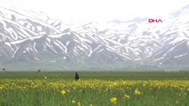 HAKKARİ Yüksekova sarıya büründü