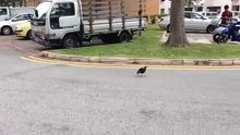 Crow jumping