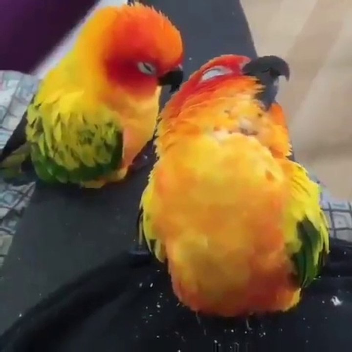 Biraz Şekerleme Yapalım Dedik