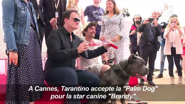 Tarantino accepte le 'Palm Dog' pour la star canine 'Brandy'