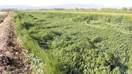 Amasya'da sağanak ve dolu etkili oldu (2)