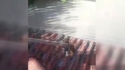 Muğla'da bacaya düşen yavru kedi kurtarıldı