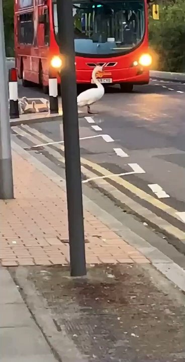 Ce cygne et ses bébés traversent la route devant un bus anglais à étage !