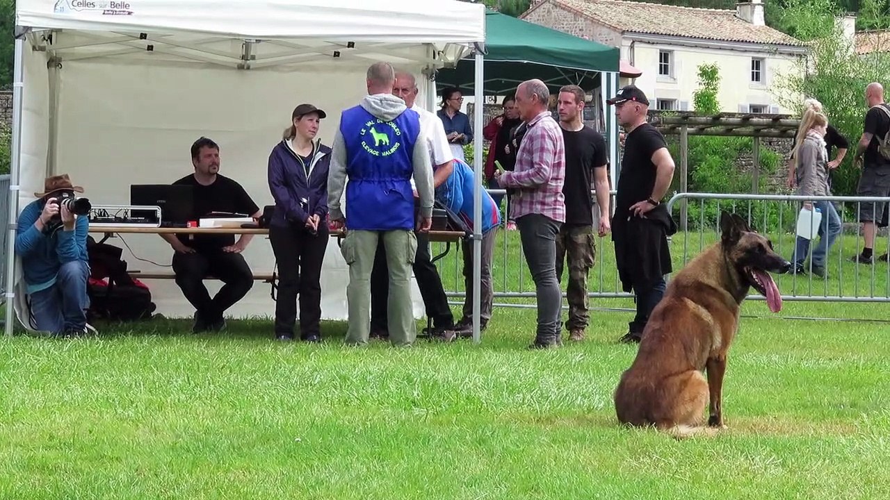 VIDEO. A Celles-sur-Belle (79), les chiens attaquent pour de rire