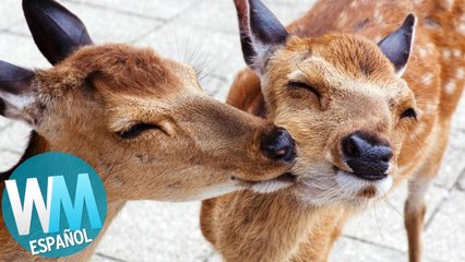 Top 10 Maneras en las que los ANIMALES se CUIDAN ENTRE SI