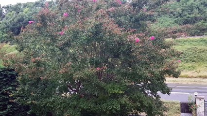 arbre subissant le vent dans mon jardin