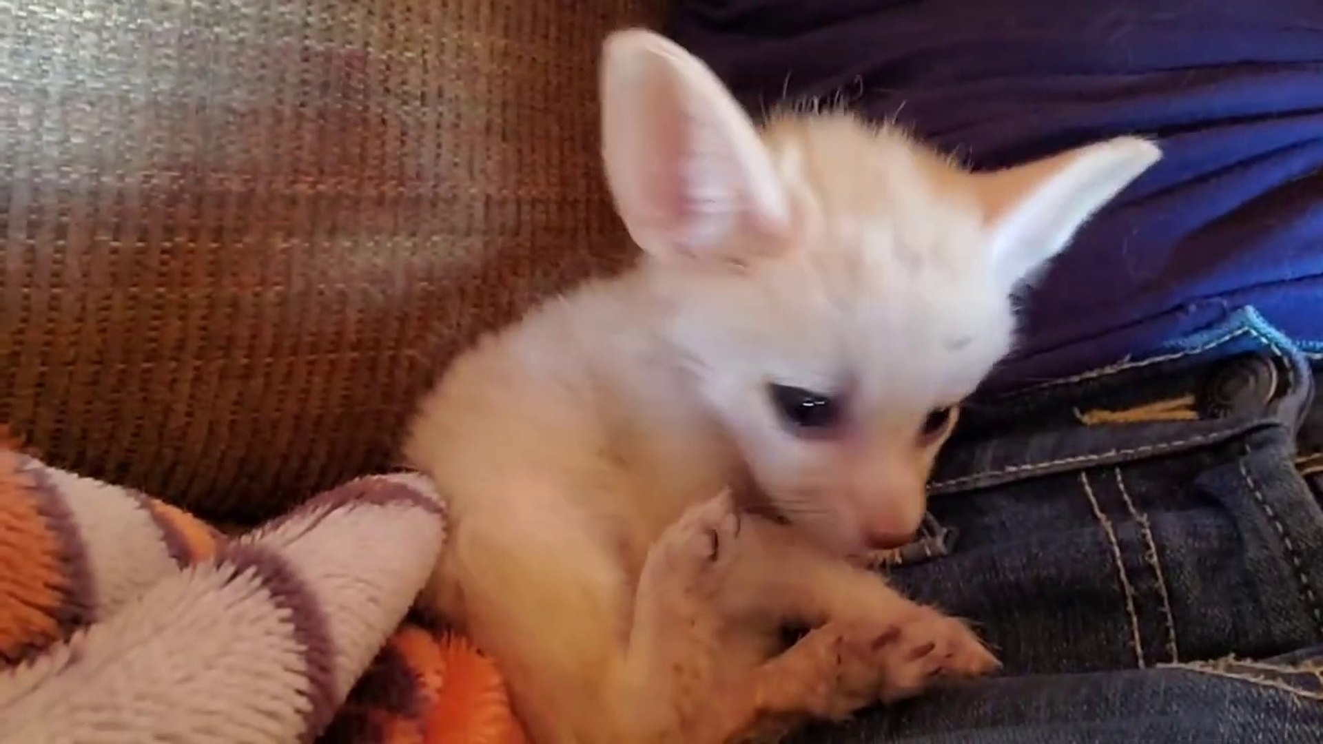 Quoi De Plus Mignon Que Ce Bebe Fennec Video Dailymotion