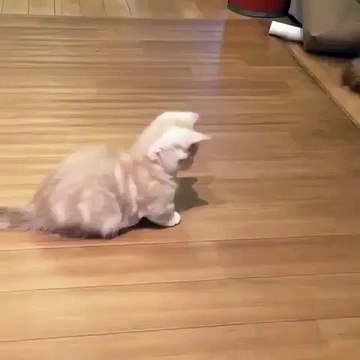 Ce chaton qui joue avec son ombre est tellement adorable