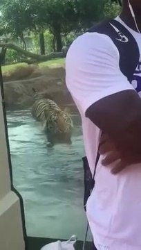 Un tigre chasse les touristes en cachette au zoo !