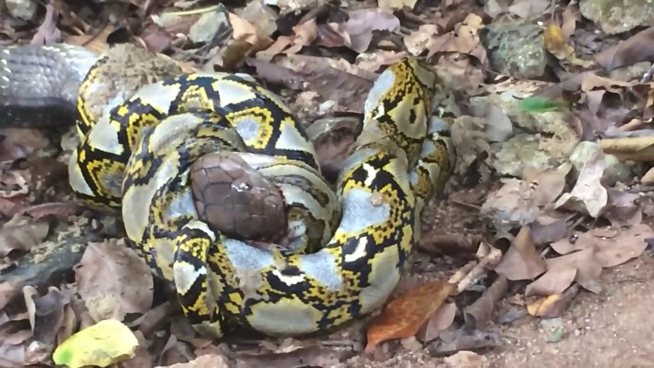 Cobra royal contre Python... Mais qui aura le dessus?