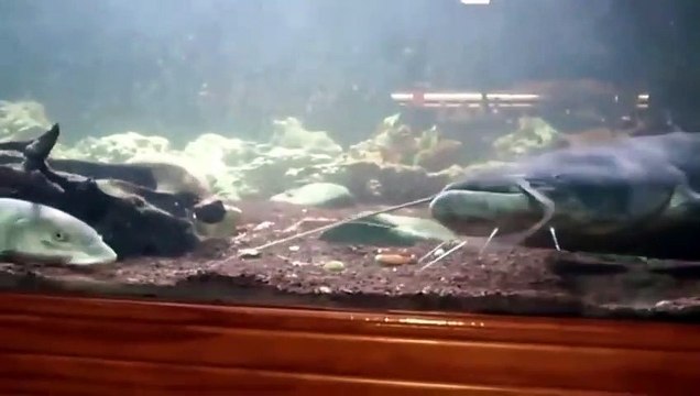 Ce gros poisson chat affamé avale un poisson aussi gros que lui