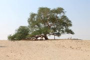 شجرة الحياة في البحرين أكثر من 400 عام من دون ماء!