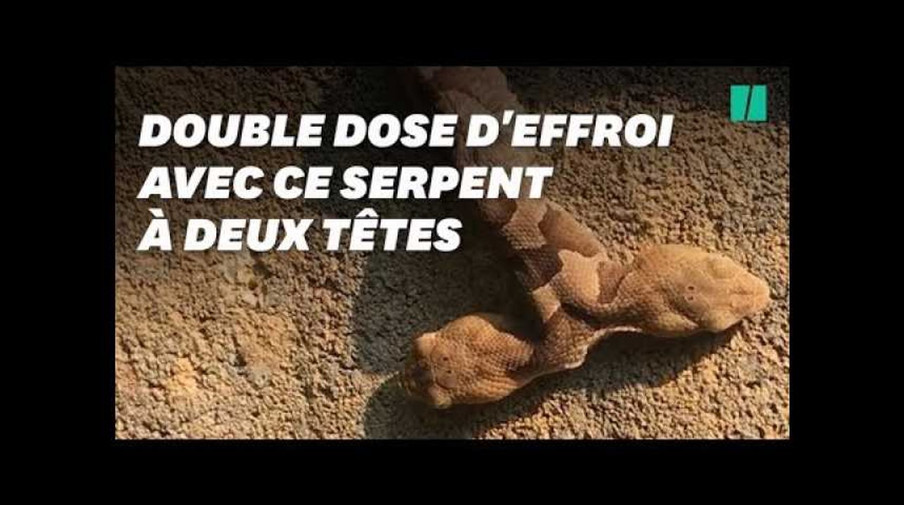 Vous avez peur des serpents? Double dose d'effroi avec ce rare spécimen à deux têtes