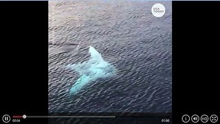 Tourists spot GIANT Manta Ray in Indonesia!