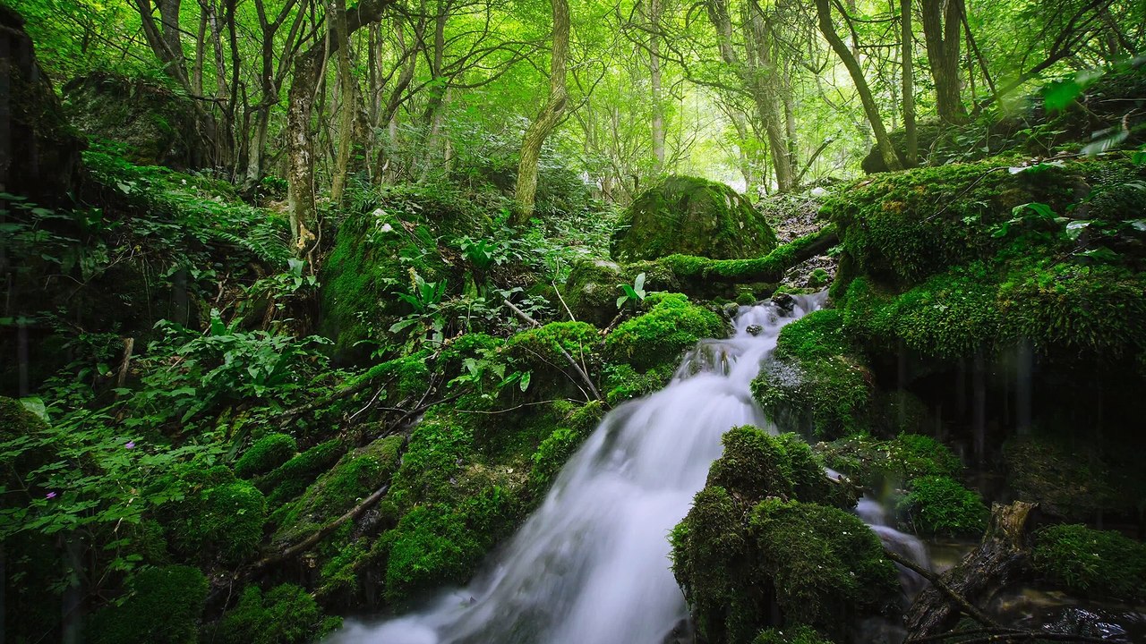 Babbling Brook in Wild Green Forest | 24 Hours - 4K, Water Sounds, Deep Sleep, Focus, Studying, White Noise, Nature Sound
