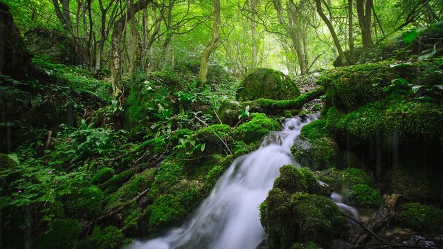 Babbling Brook in Wild Green Forest | 24 Hours - 4K, Water Sounds, Deep Sleep, Focus, Studying, White Noise, Nature Sound