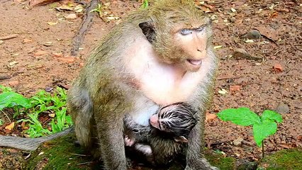 Best Watch! Baby Monkey Daniela Cries So Loudly While Queen Dolley Attack From Dana.