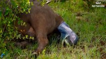 Wild Dog Attacks Baby Buffalo. Mother Buffalo Tries To Save Her But Fails