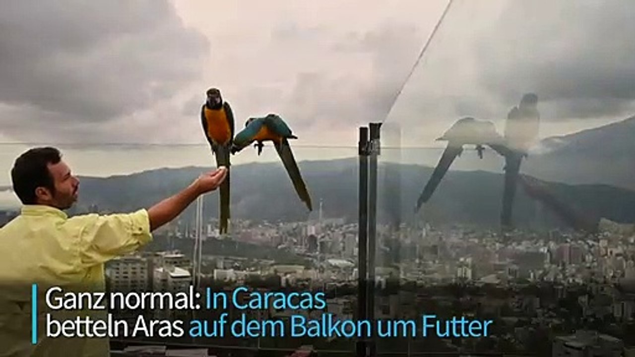In Caracas betteln Aras auf dem Balkon