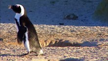 PENGUINS Animals for children. Kids videos. Kindergarten - Preschool learning